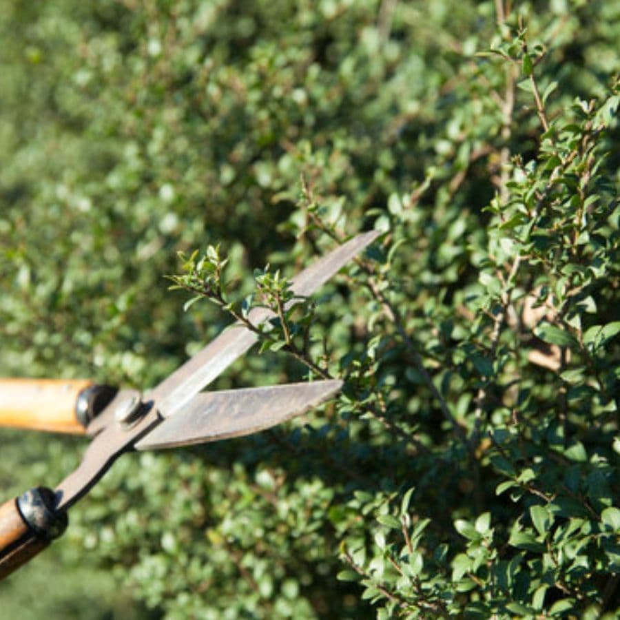 庭木剪定 西尾市 | 西尾市で庭木剪定ならお庭の窓口西尾市