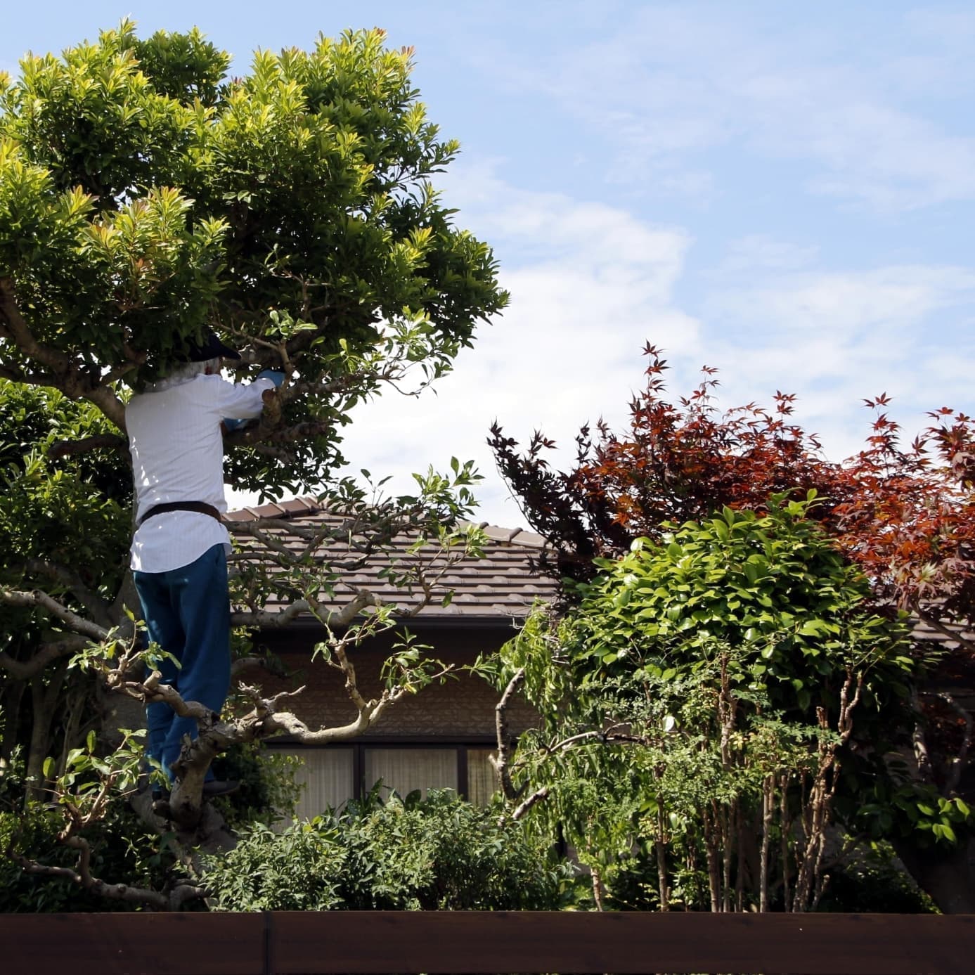 庭木伐採 西尾市 | 西尾市で庭木伐採ならお庭の窓口西尾市