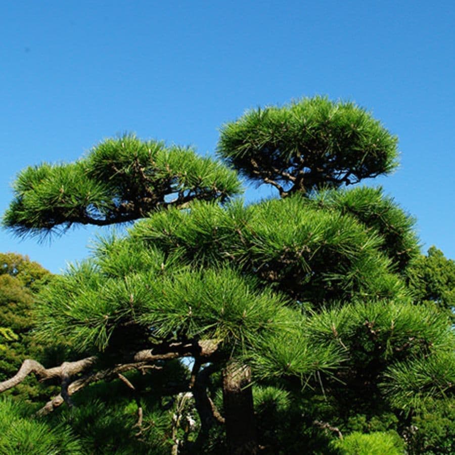 松の木剪定・伐採 西尾市 | 西尾市で松の木剪定・伐採ならお庭の窓口西尾市