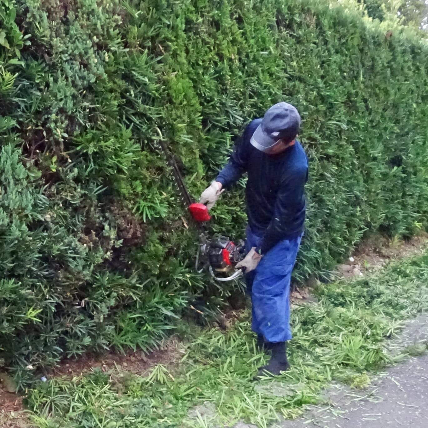 生垣剪定 西尾市 | 西尾市で生垣剪定ならお庭の窓口西尾市