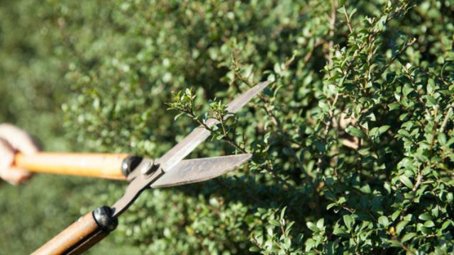 庭木剪定 西尾市 | 西尾市で庭木剪定ならお庭の窓口西尾市