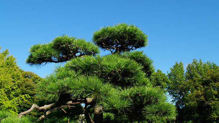松の木剪定・伐採 西尾市 | 西尾市で松の木剪定・伐採ならお庭の窓口西尾市