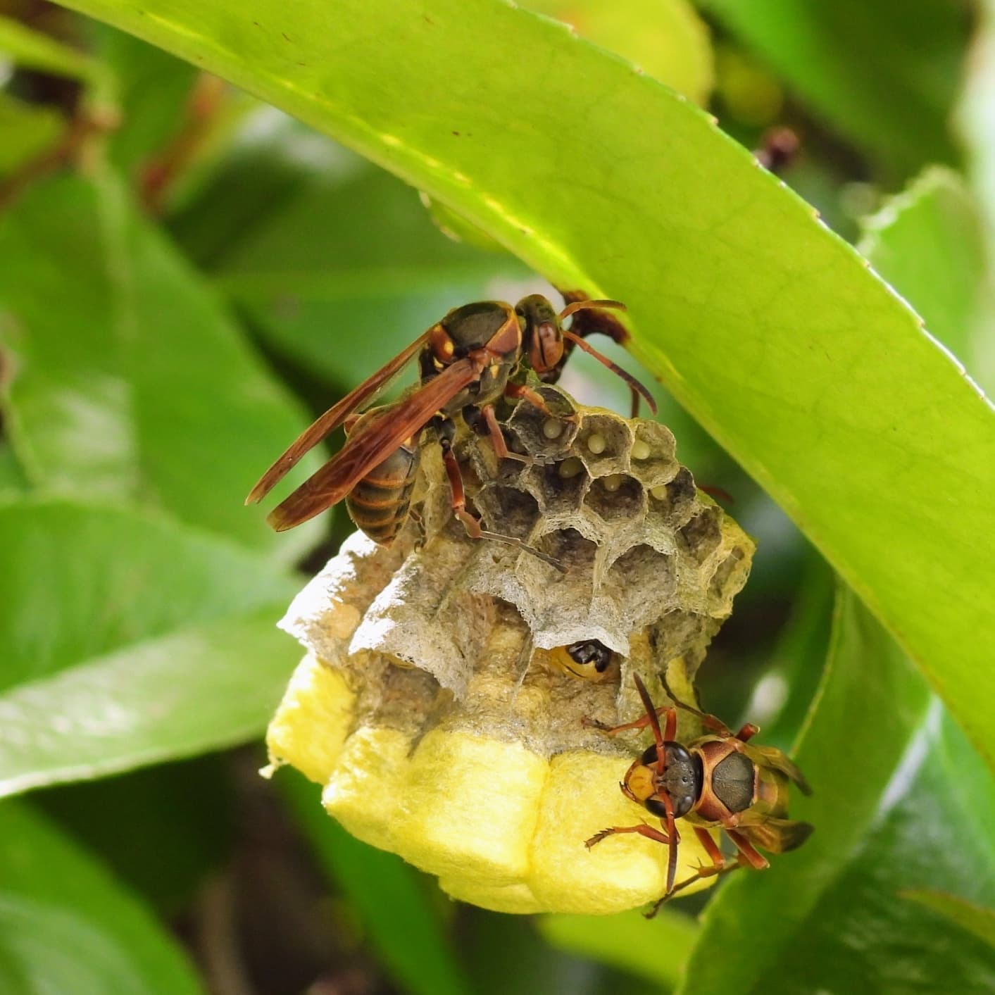 蜂の巣駆除 西尾市 | 西尾市で蜂の巣駆除ならお庭の窓口西尾市