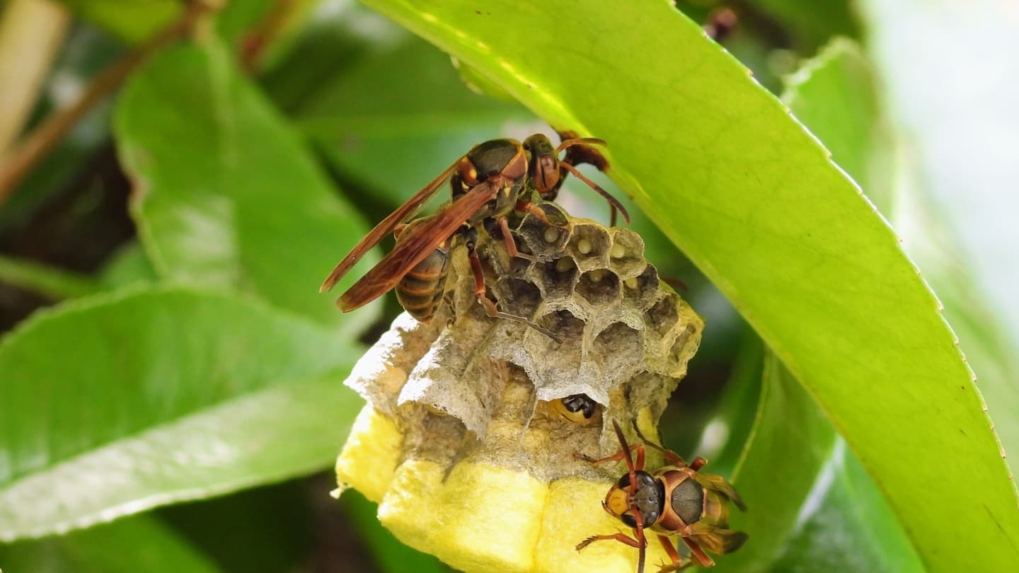 蜂の巣駆除 西尾市 | 西尾市で蜂の巣駆除ならお庭の窓口西尾市